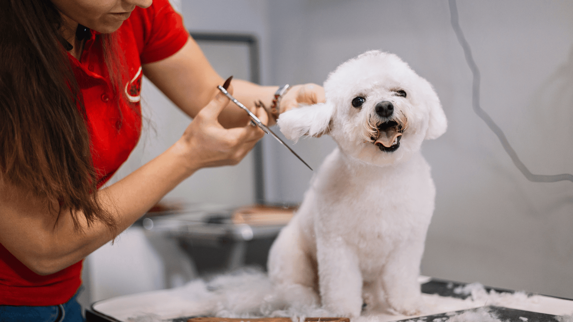 How Long Does Dog Grooming Take
