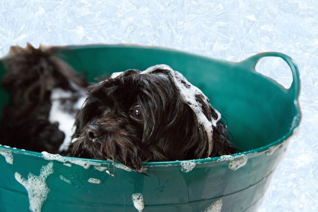 Dog Grooming Towels puppy 1022421 1920 Dog Grooming Towels