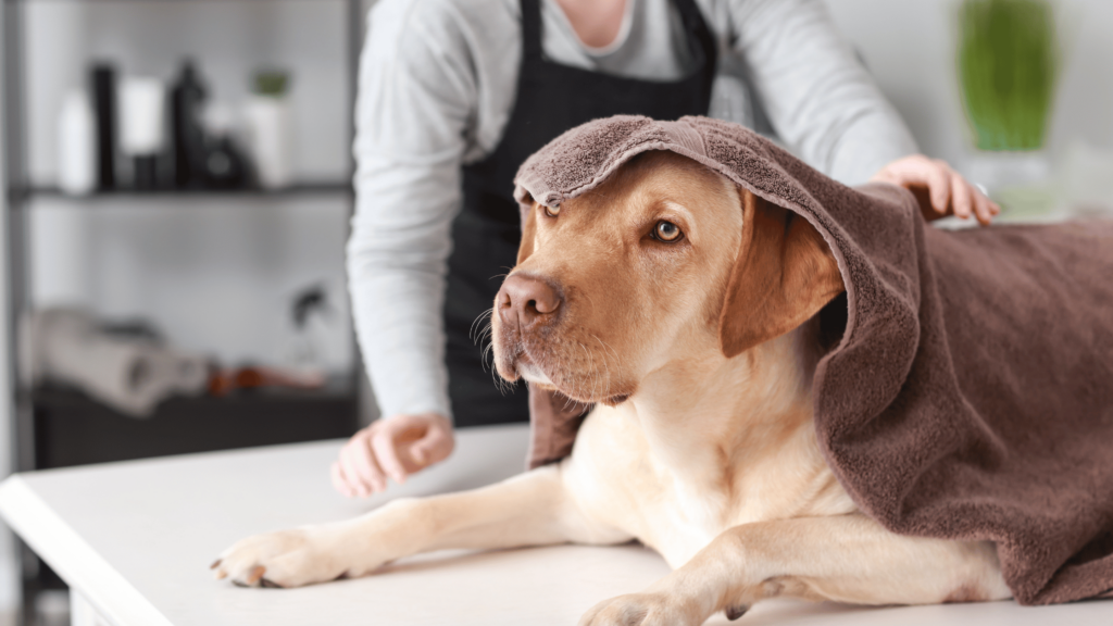 How To Relieve Dog Itching After Grooming Towel Depot